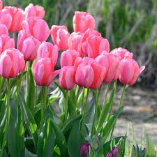 tinh dầu hoa Tulip  uất kim hương10 ml