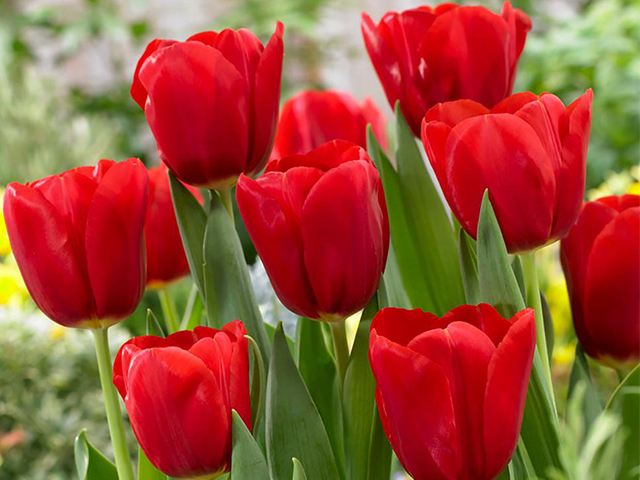 tinh dầu hoa Tulip  uất kim hương10 ml